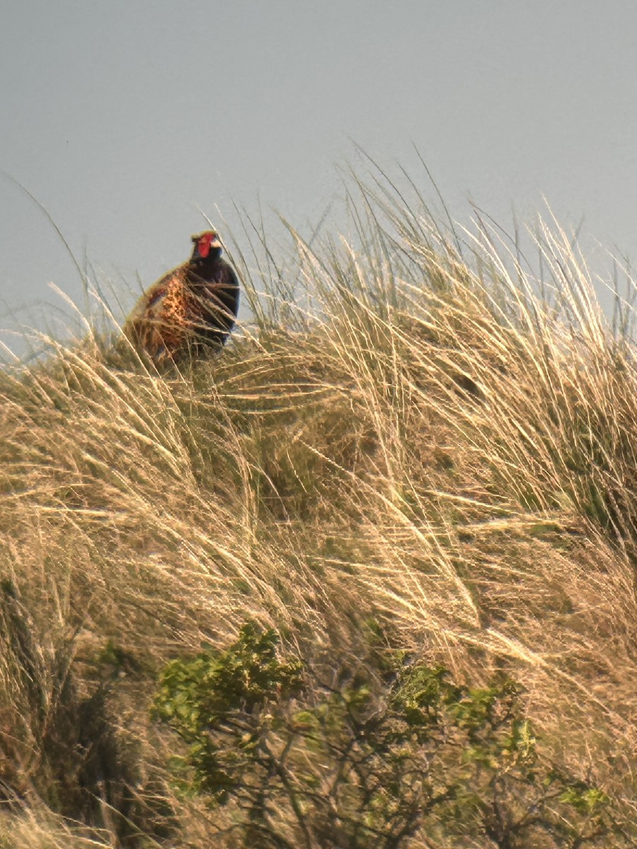 bažant obecný - ML635813539