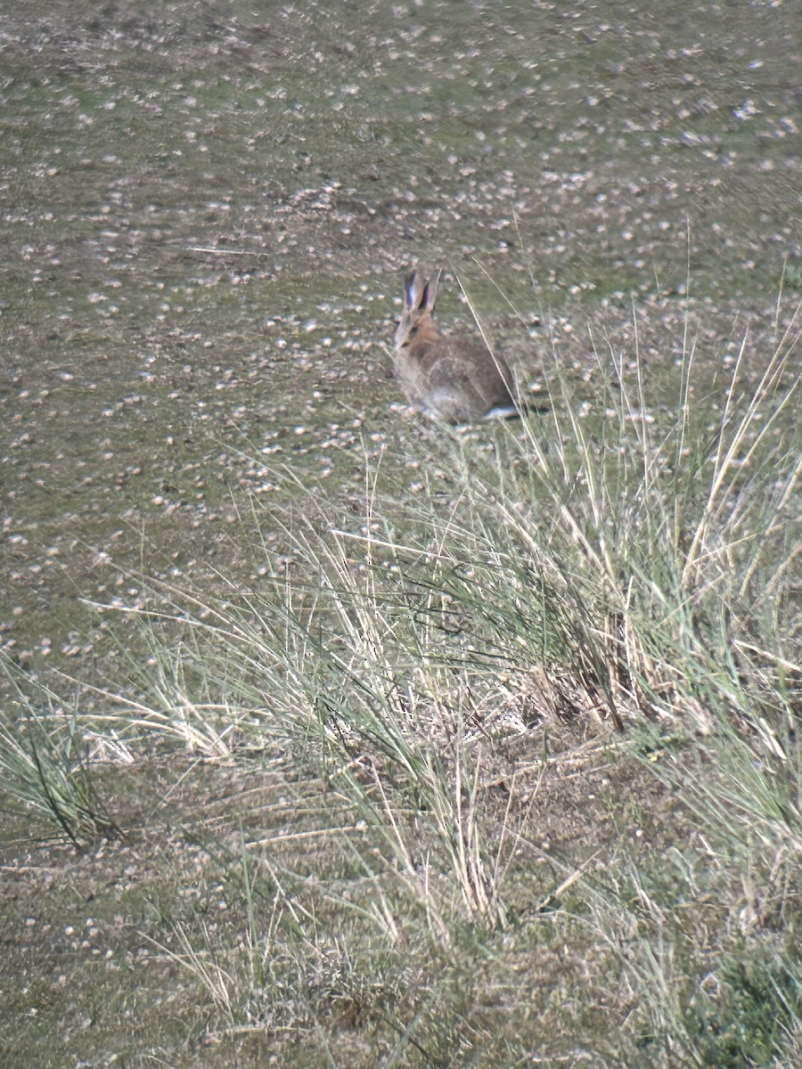 Animals - ML635813571