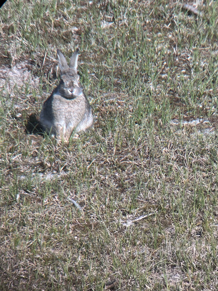 Animals - ML635813572