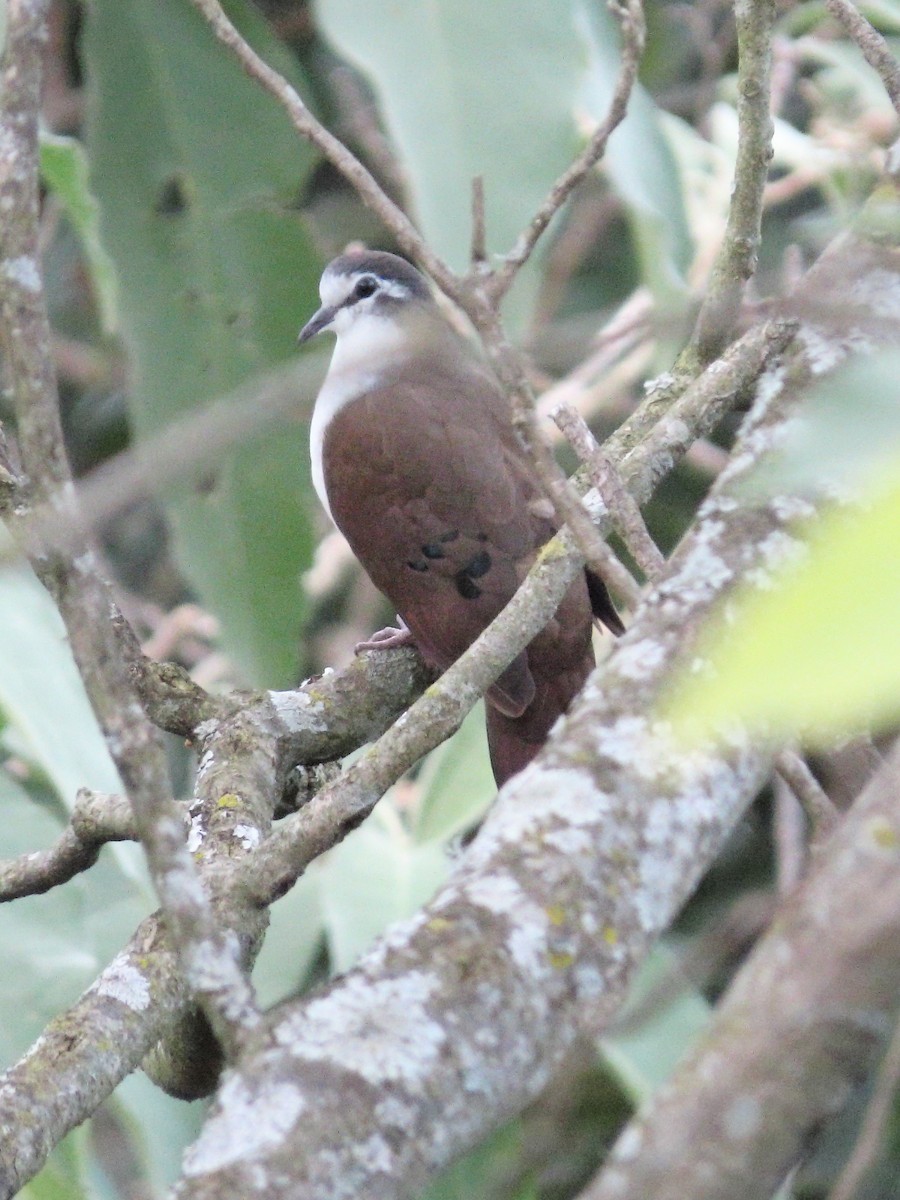 Tambourine Dove - ML635813862