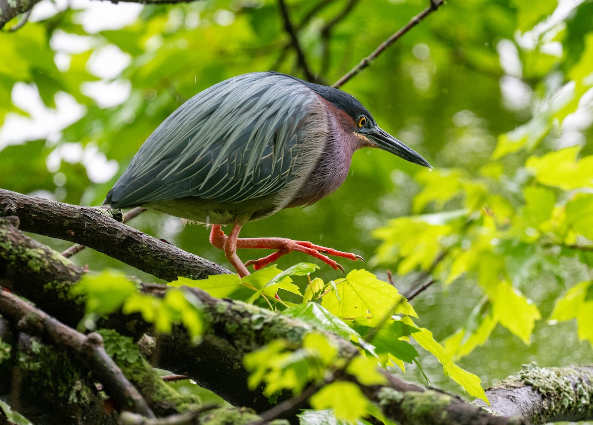 Green Heron - ML635813985