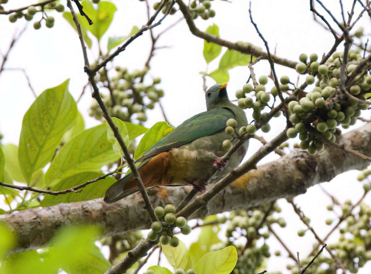 Black-chinned Fruit-Dove - ML635814042