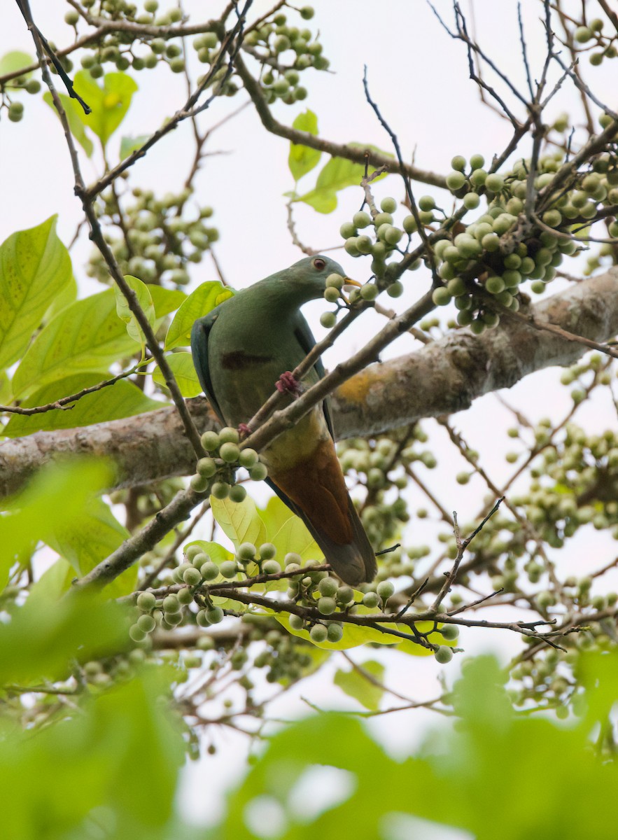 Black-chinned Fruit-Dove - ML635814043