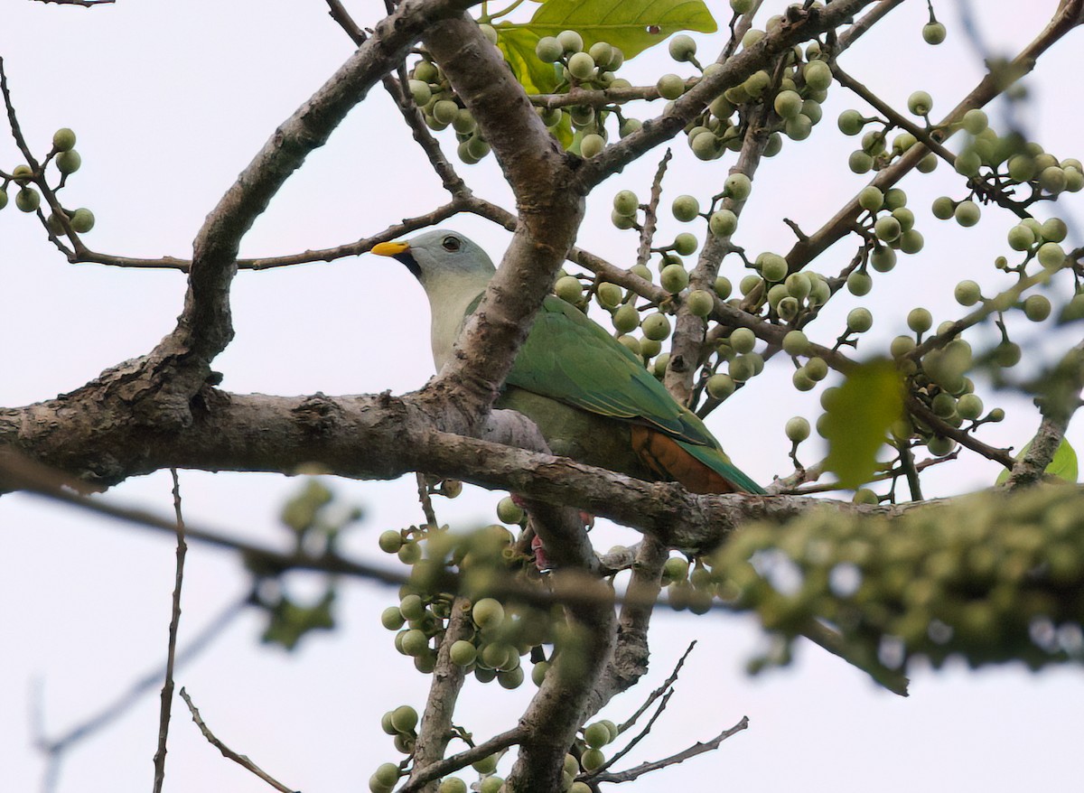 Black-chinned Fruit-Dove - ML635814044