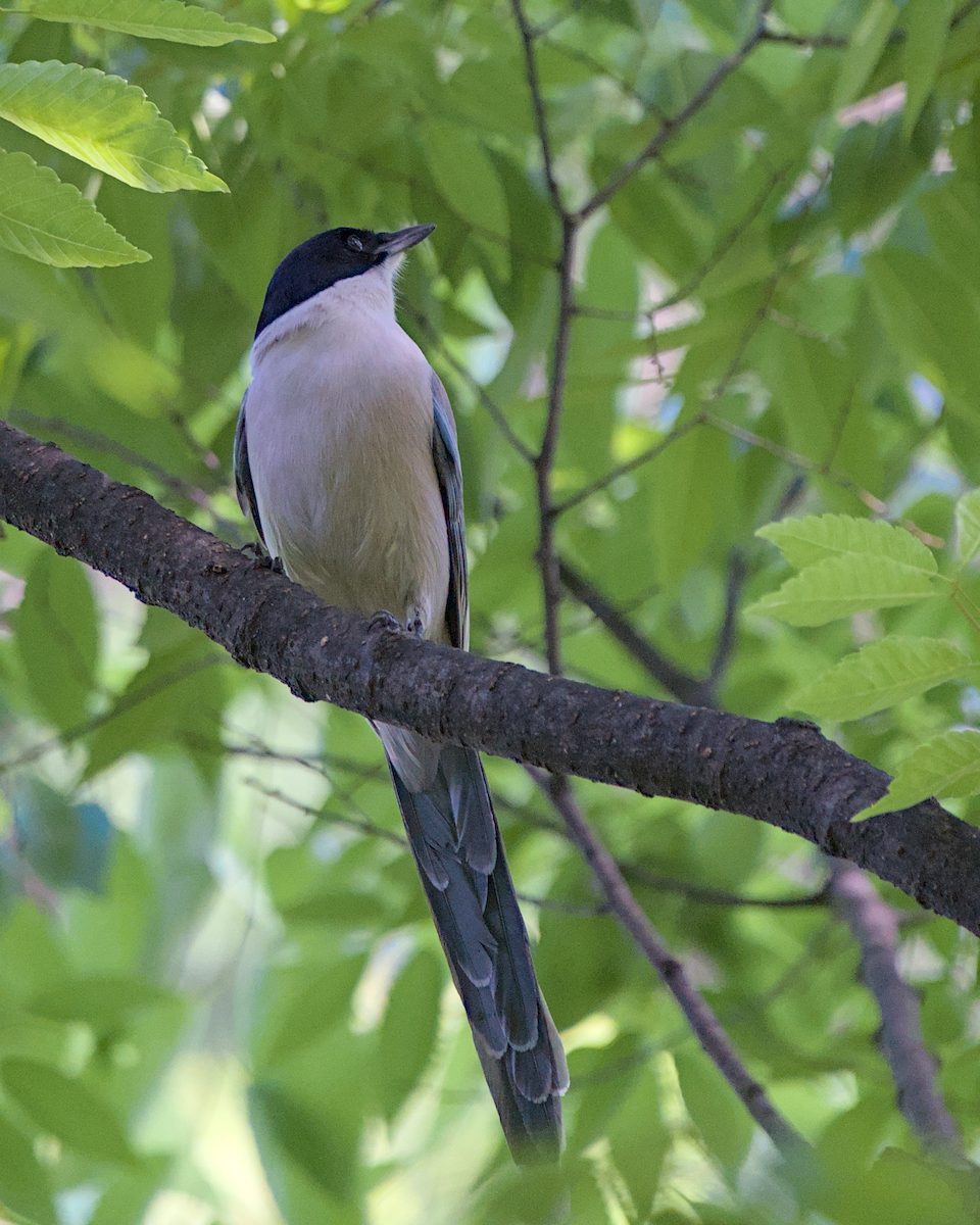 Цэнхэр шаазгай - ML635814101
