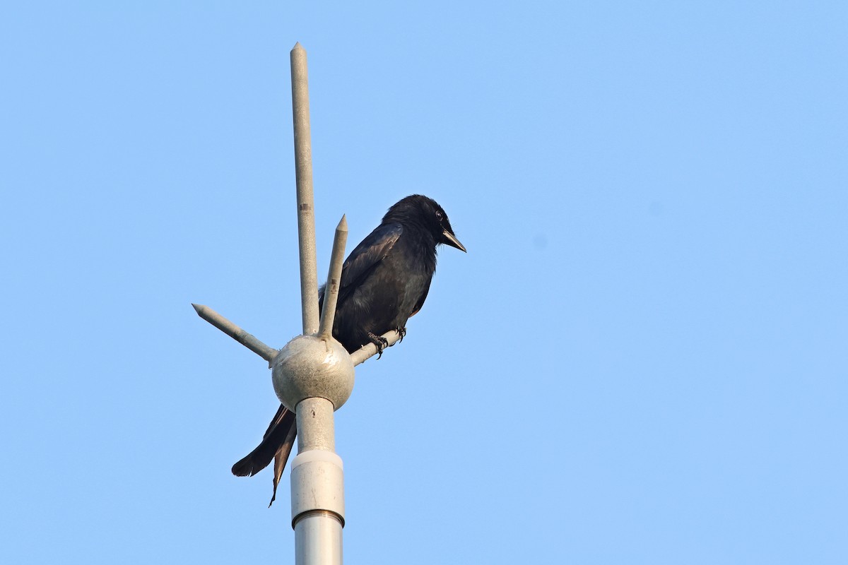 Black Drongo - ML635814244
