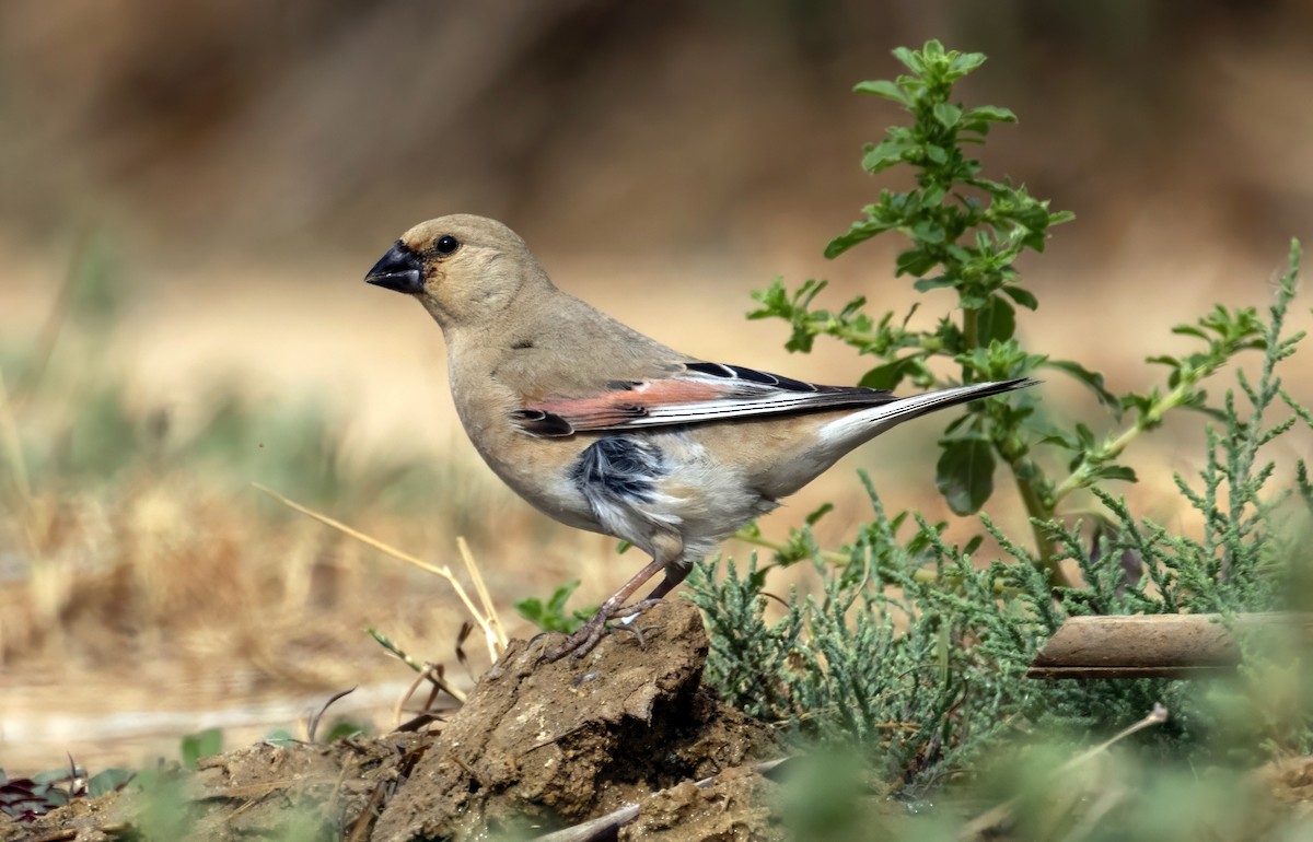 Desert Finch - ML635814518