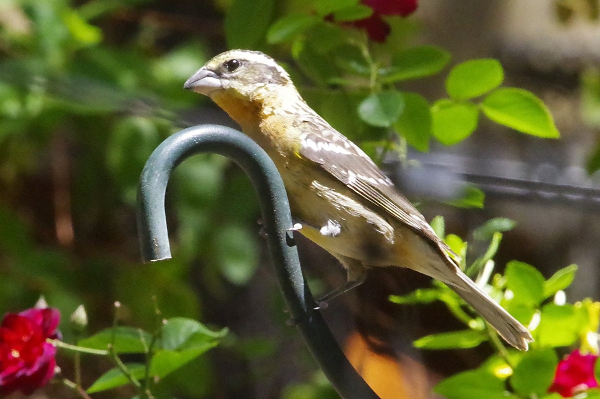 Black-headed Grosbeak - ML635814529