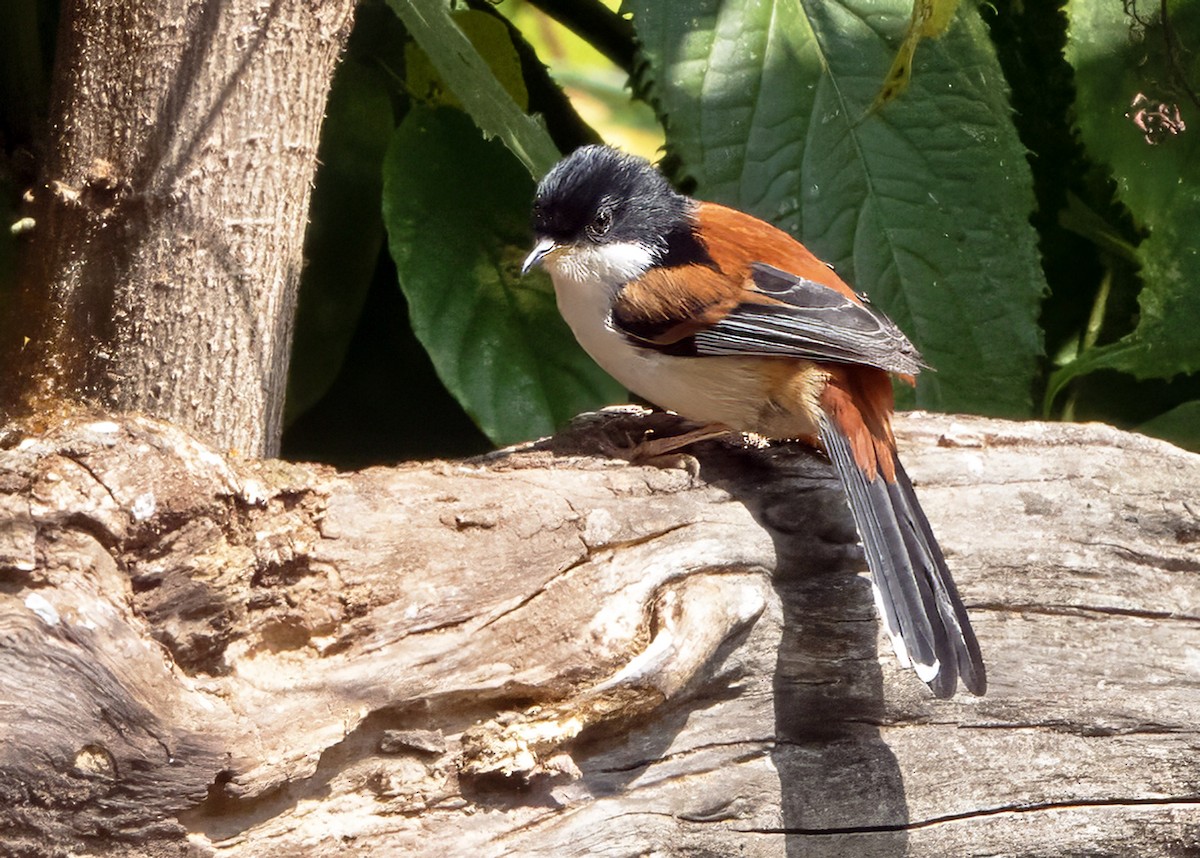 Rufous-backed Sibia (Rufous-backed) - ML635814533