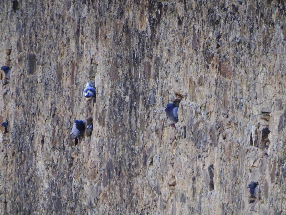 Rock Pigeon (Feral Pigeon) - ML635814549