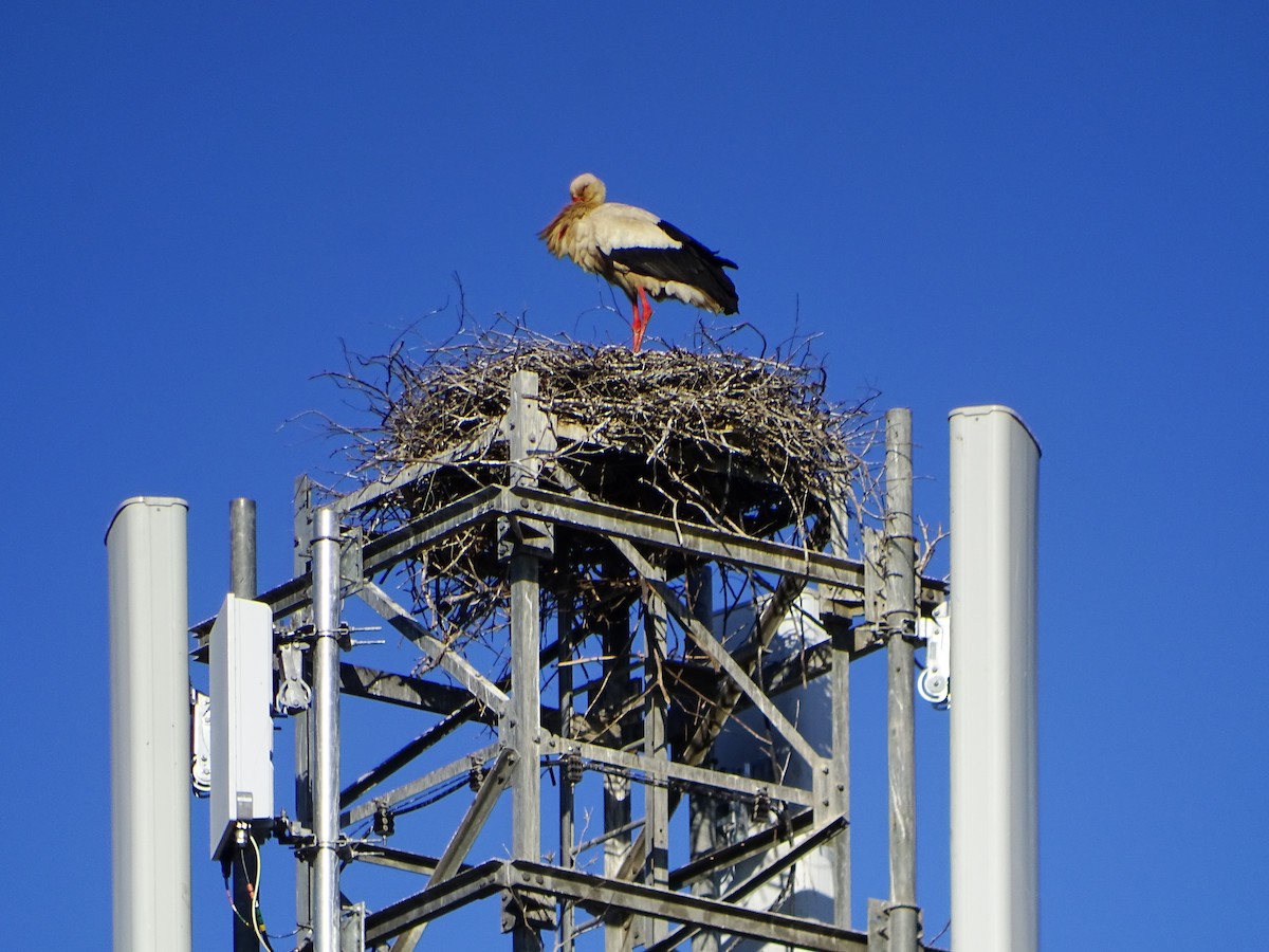 White Stork - ML635814556