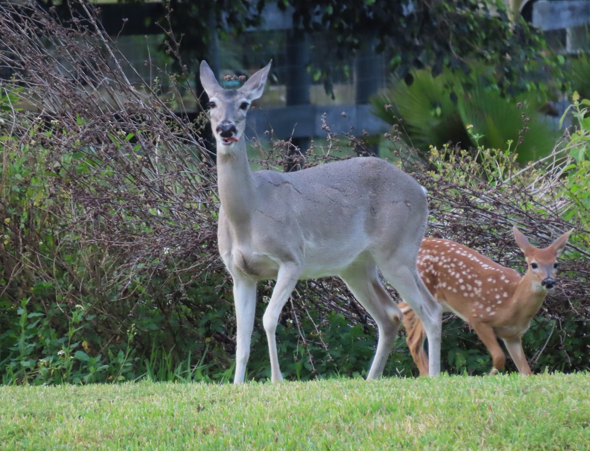 White-tailed Deer - ML635814597