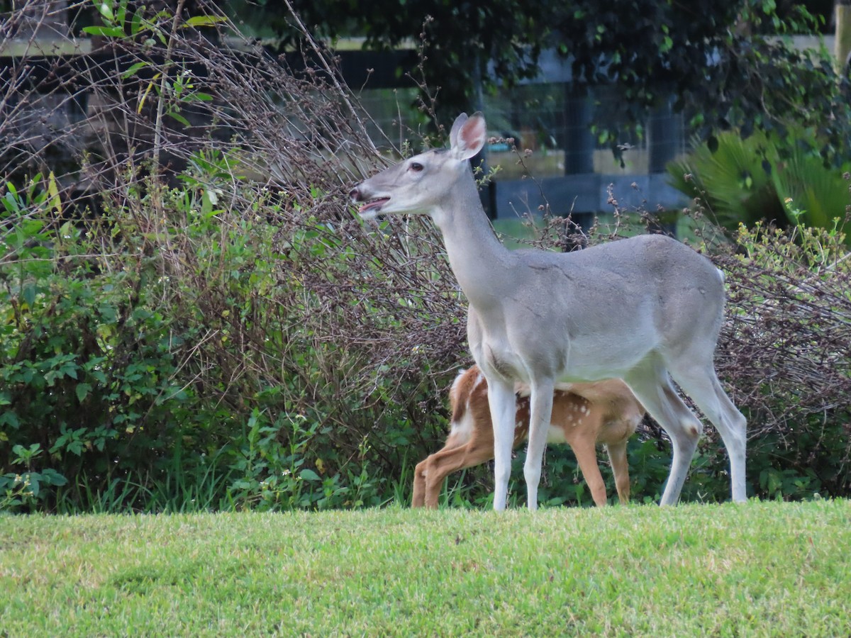 White-tailed Deer - ML635814598