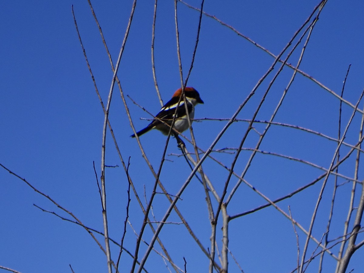 Woodchat Shrike - ML635814599