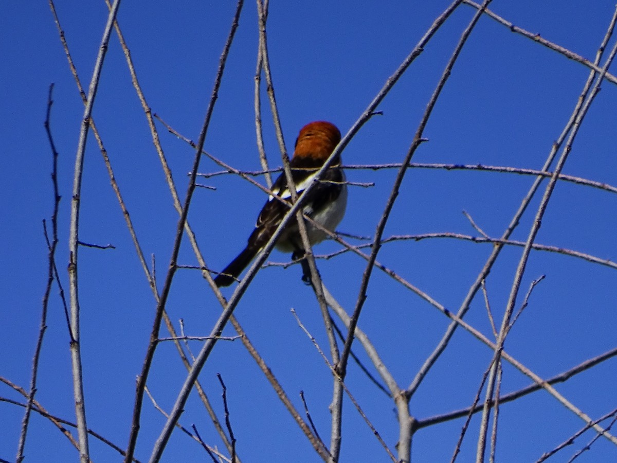 Woodchat Shrike - ML635814600