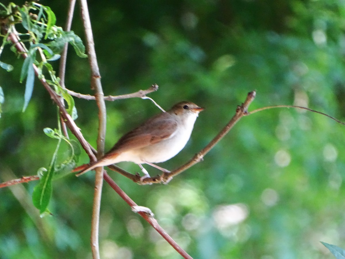 Common Nightingale - ML635814606