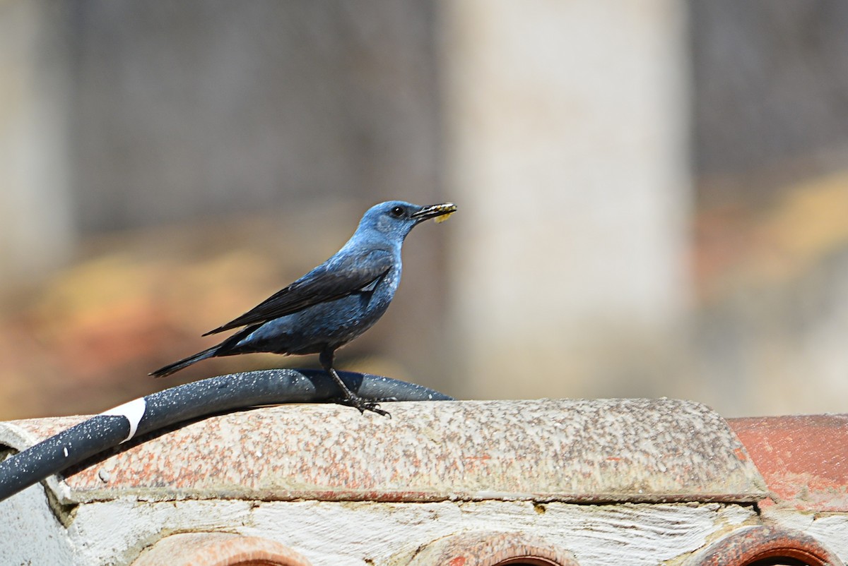 Blue Rock-Thrush - ML635814625
