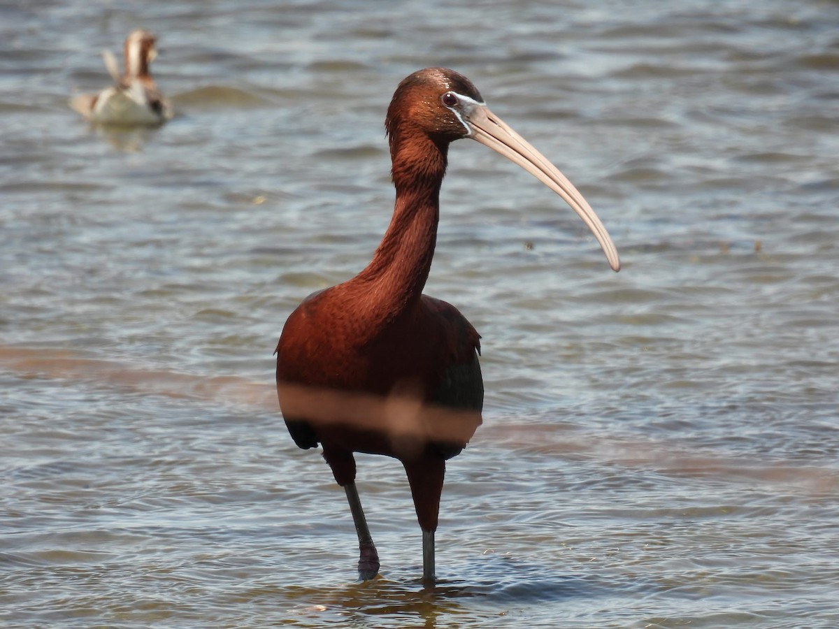 Glossy Ibis - ML635814642