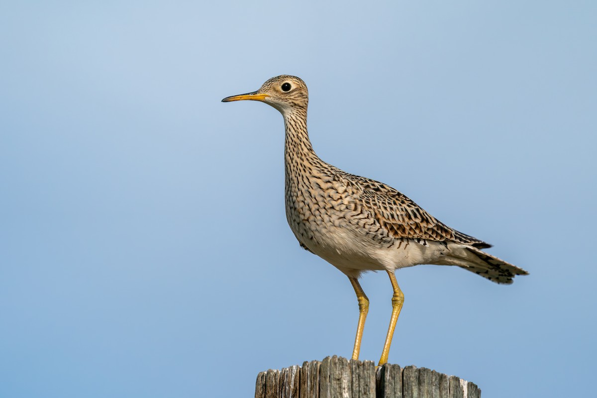 Upland Sandpiper - ML635814703