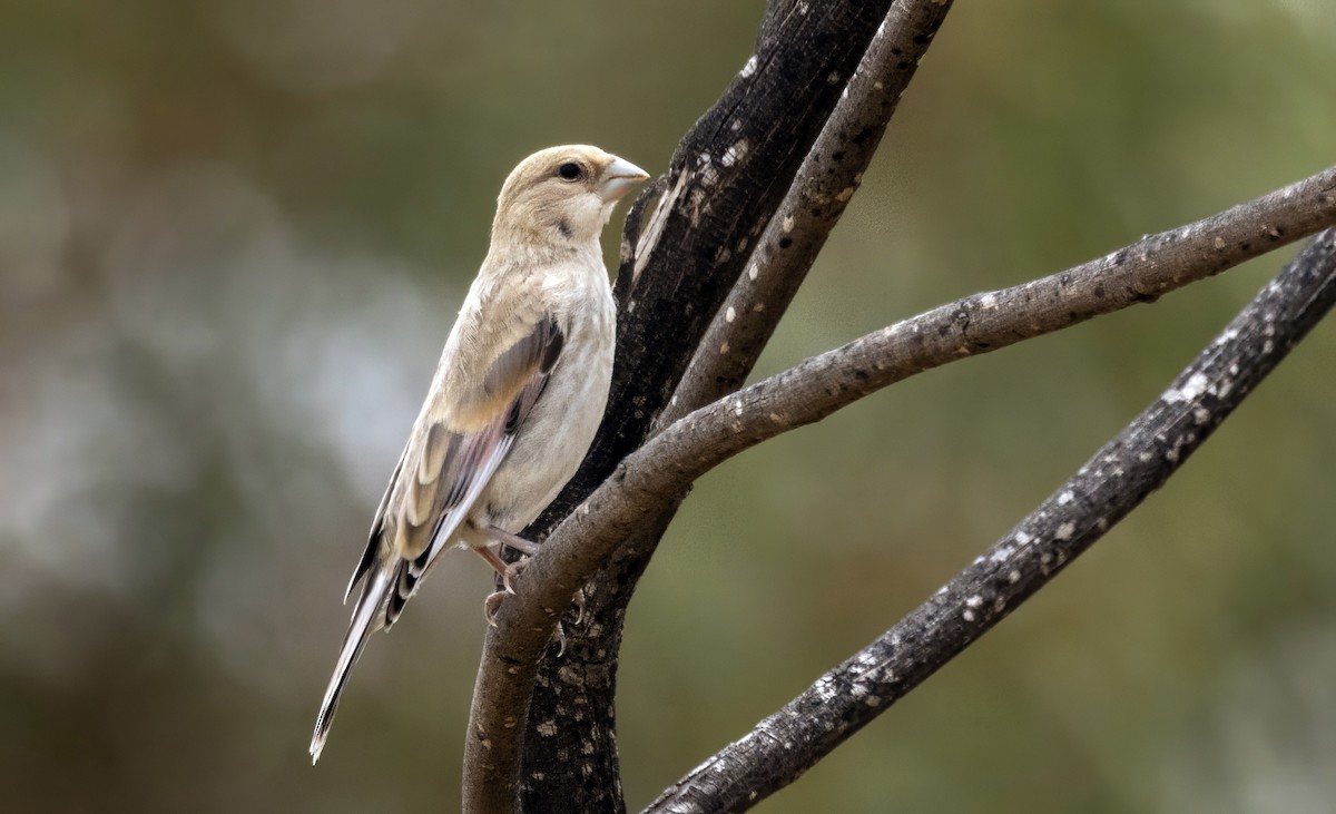 Desert Finch - ML635814736