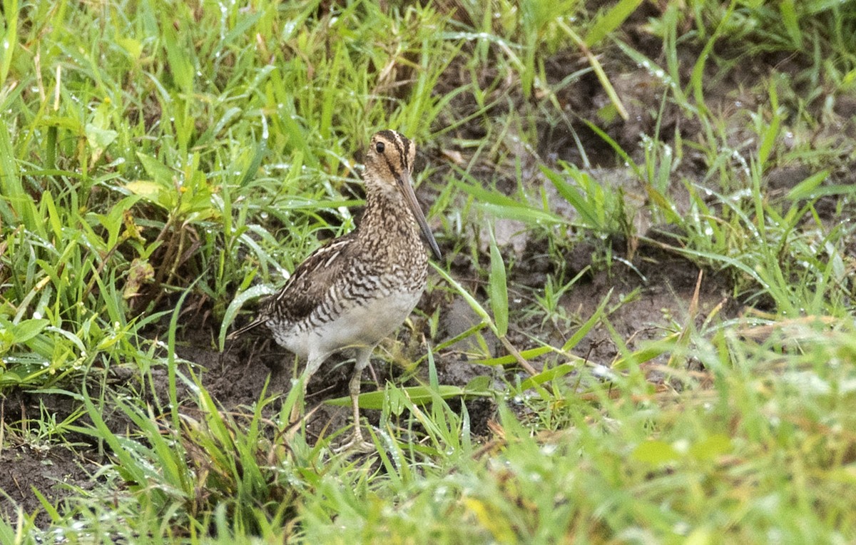 パラグアイタシギ - ML635814778