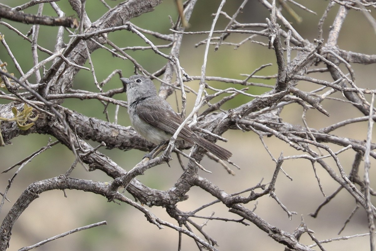 Gray Vireo - ML635814851