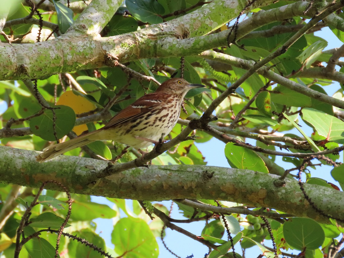Brown Thrasher - ML635814864