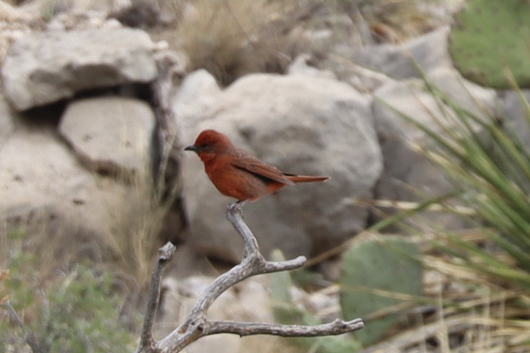 Hepatic Tanager - ML635814871