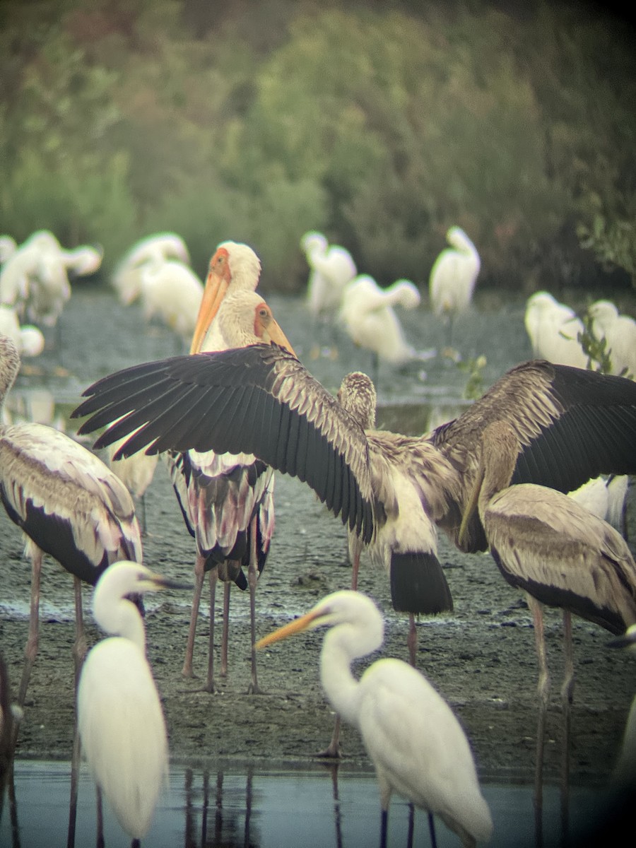 Painted Stork - ML635814902
