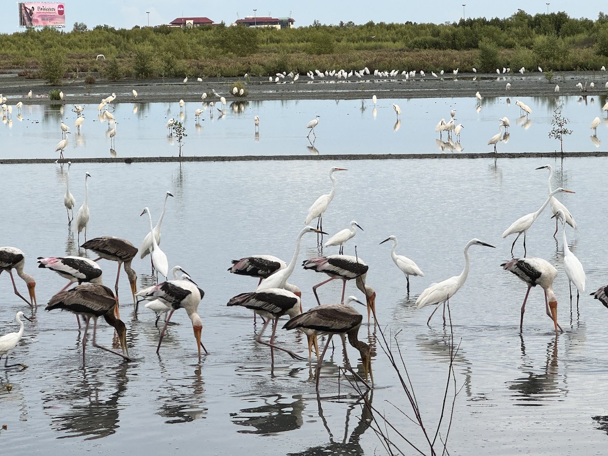Painted Stork - ML635814903