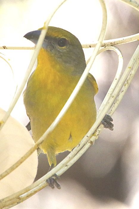 Hepatic Tanager - ML635814904