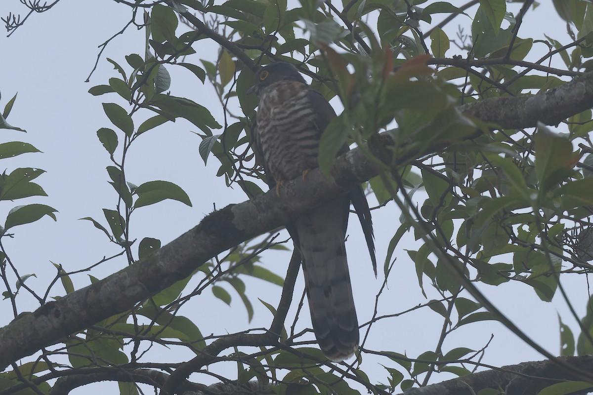 Large Hawk-Cuckoo - ML635814918