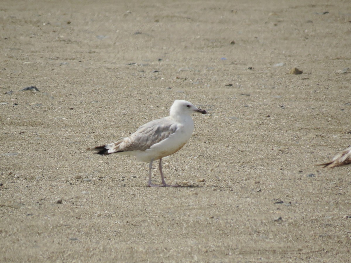 Caspian Gull - ML635815072