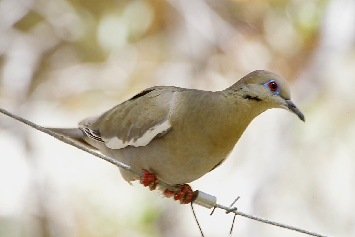 White-winged Dove - ML635815080