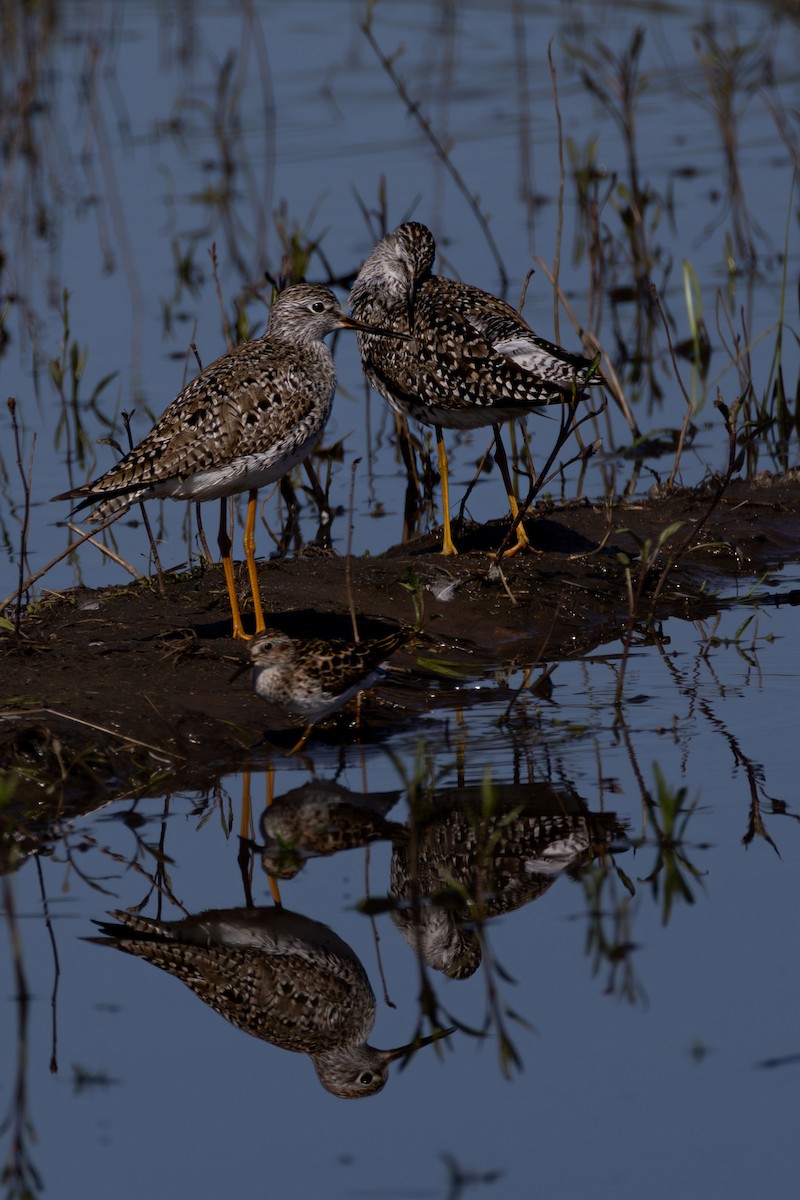 Lesser Yellowlegs - ML635815119