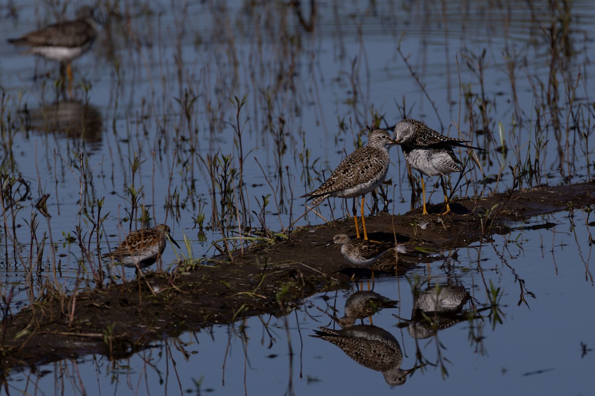 Lesser Yellowlegs - ML635815120