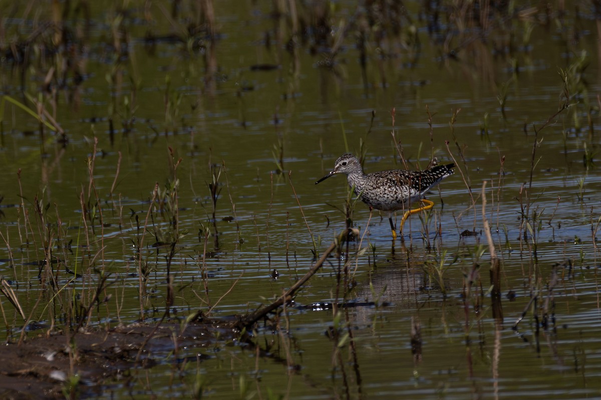 Lesser Yellowlegs - ML635815122