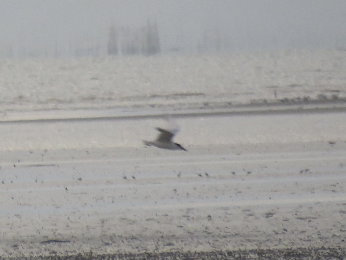 Gull-billed Tern - ML635815123
