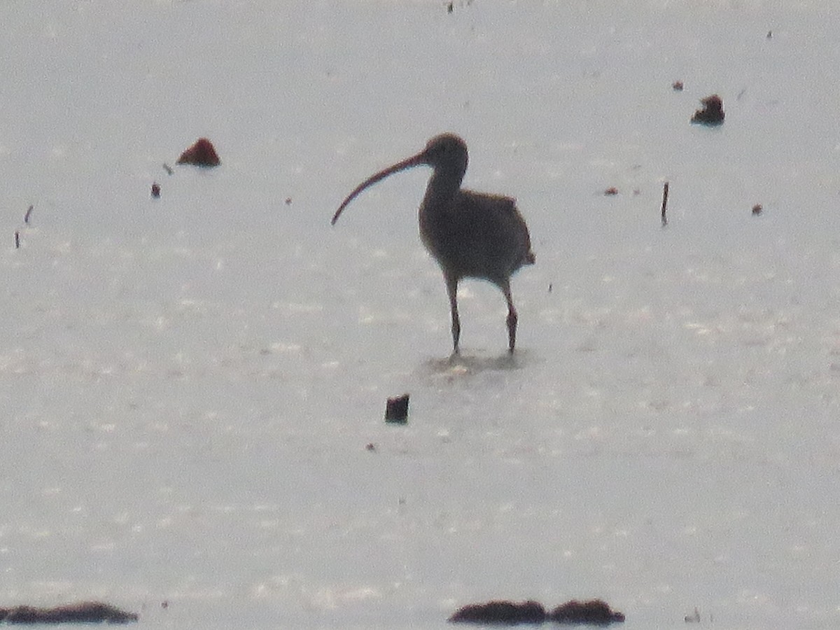 Far Eastern Curlew - ML635815128