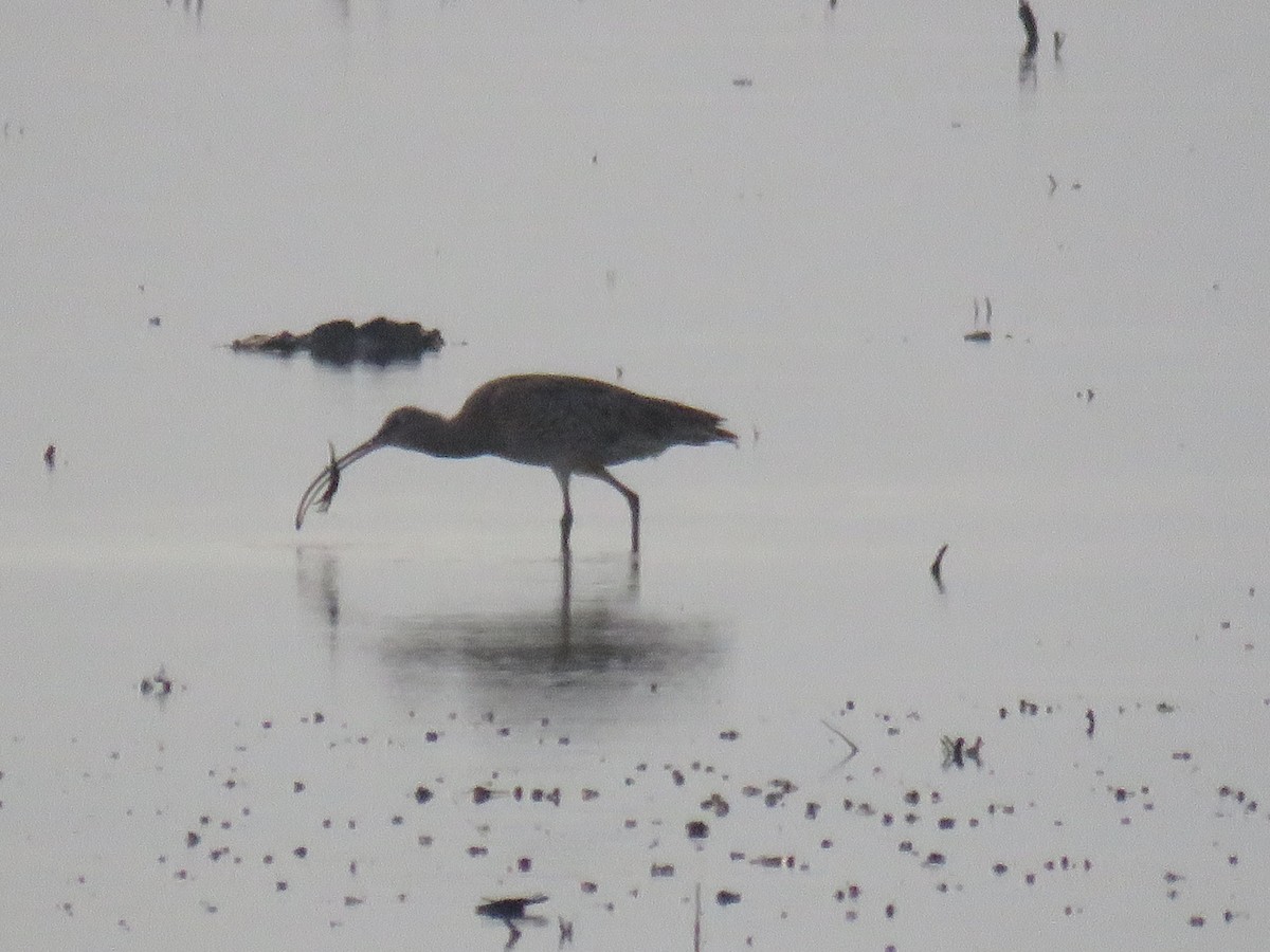 Far Eastern Curlew - ML635815129