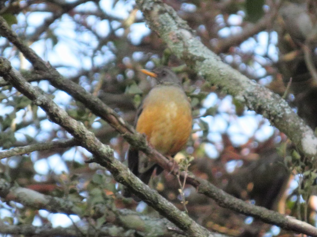 Olive Thrush - ML635815157