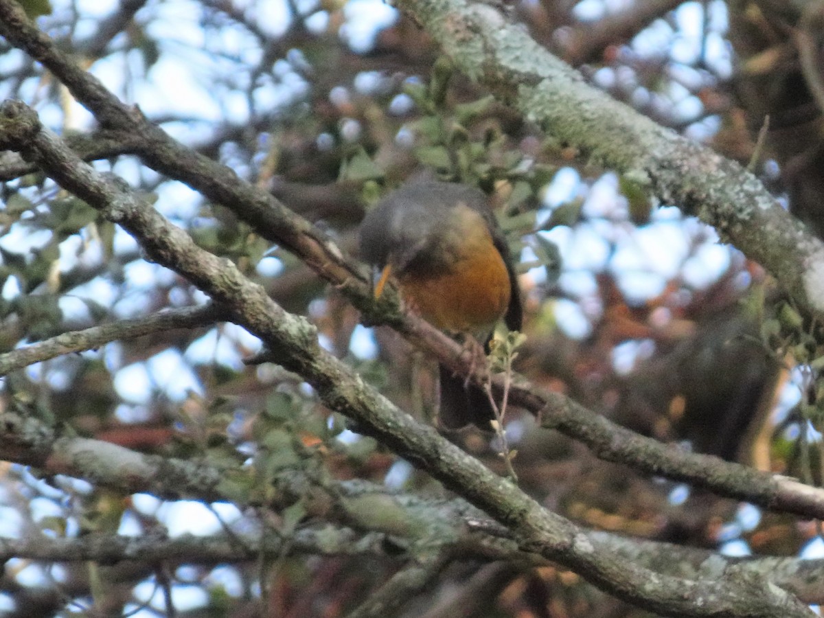 Olive Thrush - ML635815158