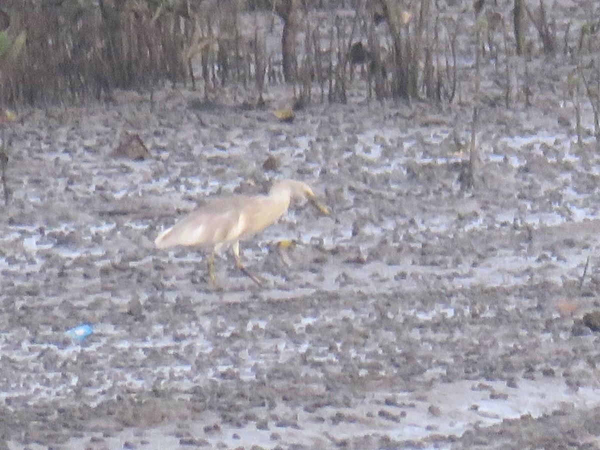 Javan Pond-Heron - ML635815164