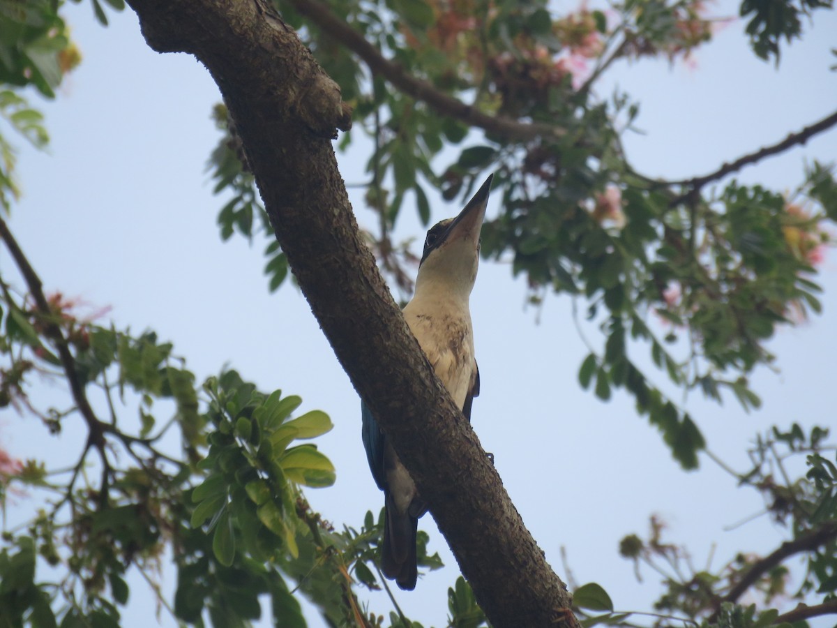 Collared Kingfisher (Collared) - ML635815174