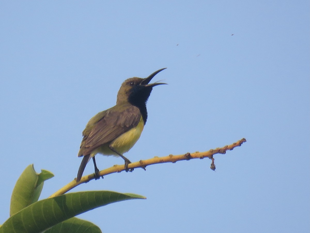 Garden Sunbird - ML635815231