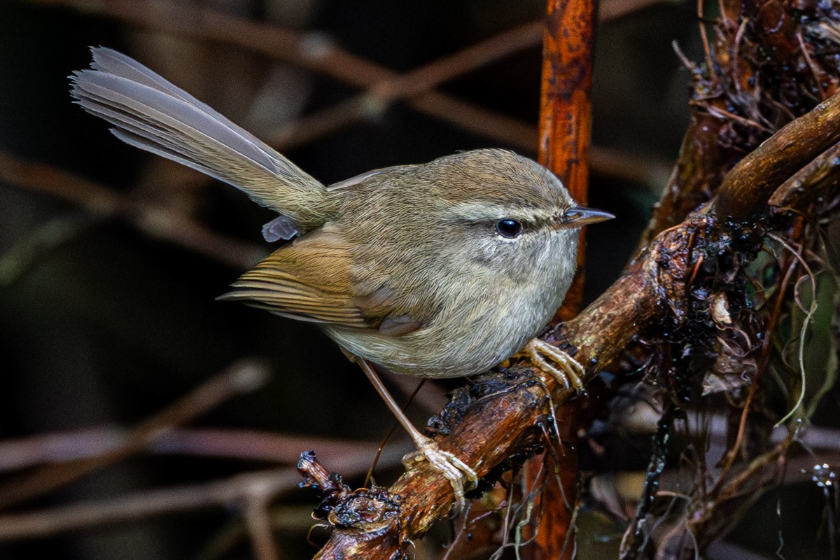 Hume's Bush Warbler - ML635815232