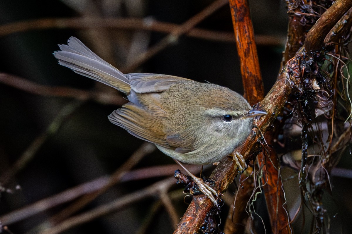 Hume's Bush Warbler - ML635815233