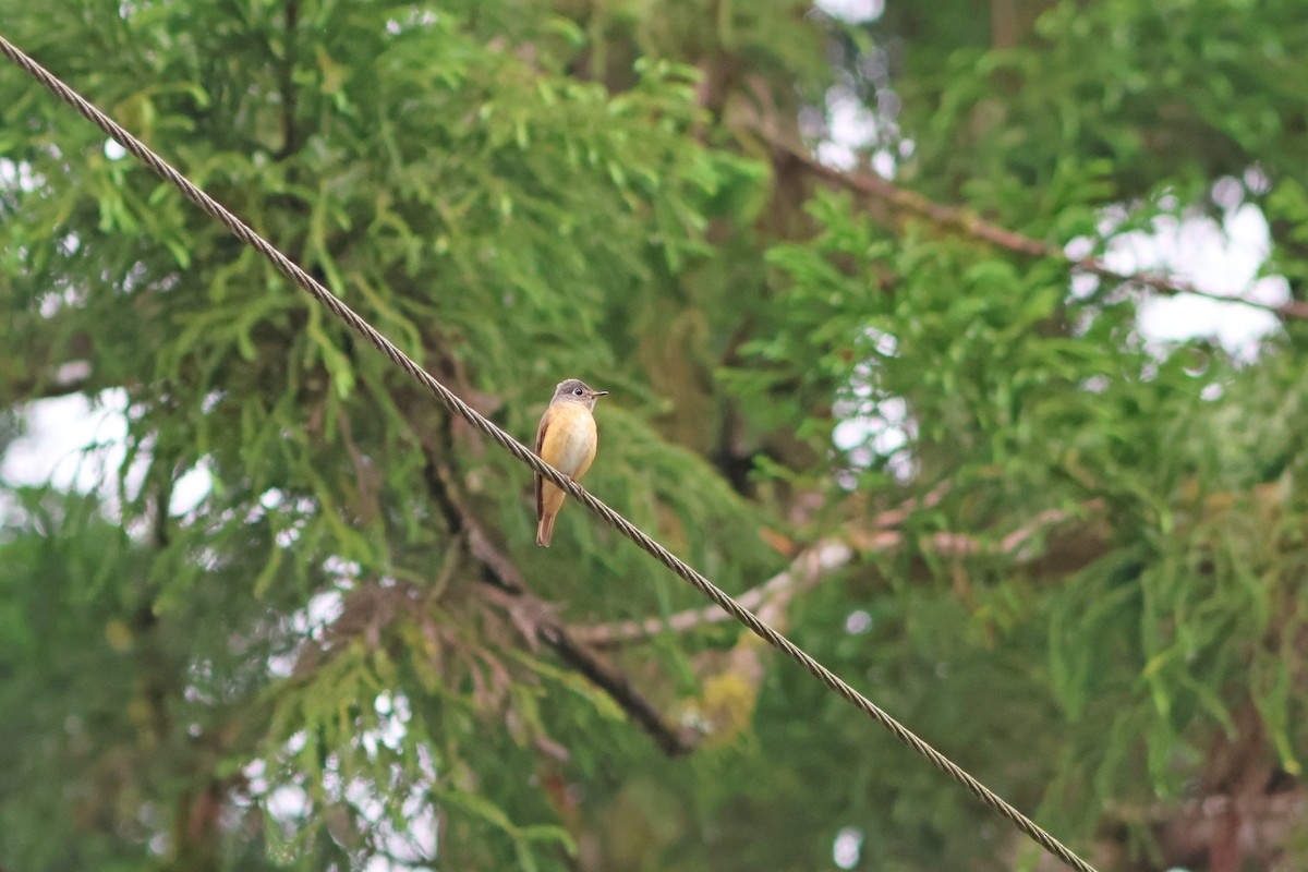 Ferruginous Flycatcher - ML635815249