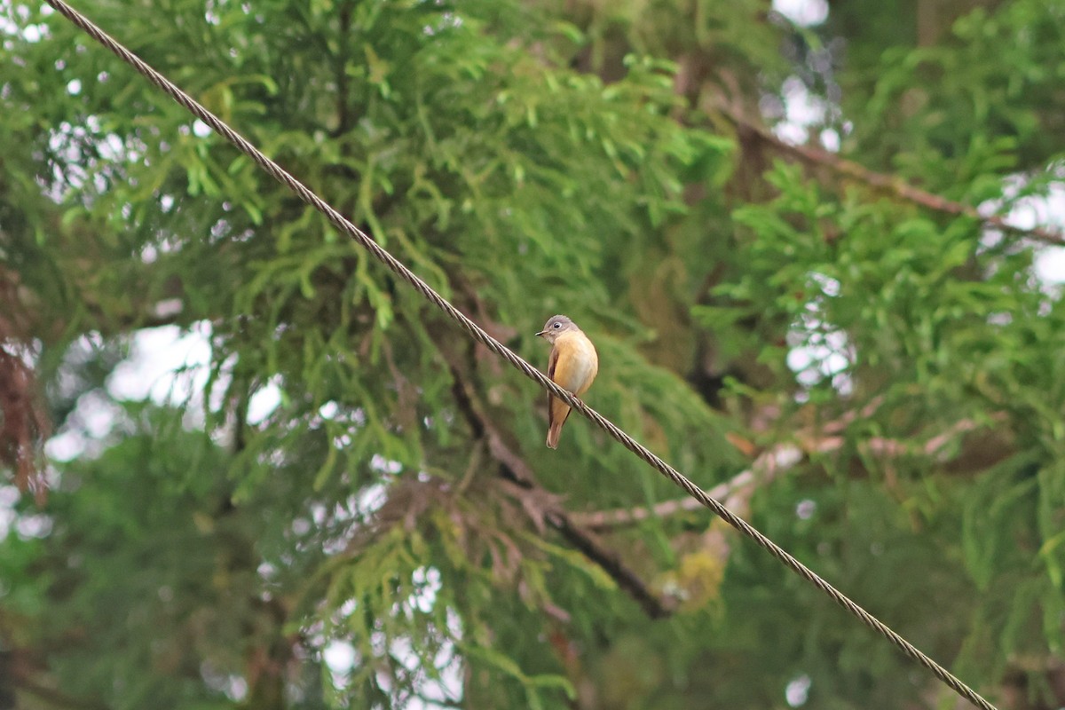 Ferruginous Flycatcher - ML635815250