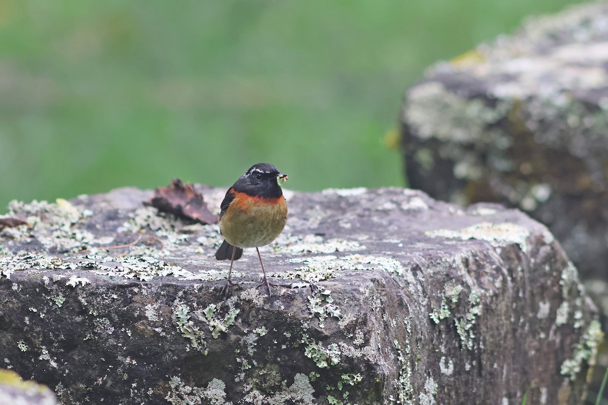 Collared Bush-Robin - ML635815279